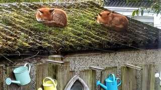 Foxes sleeping on roof