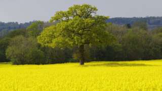 A tree in a field of Rapeseed
