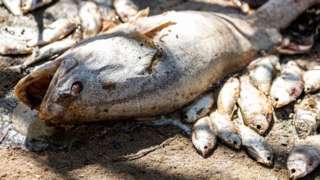 Dead fish in Menindee, NSW