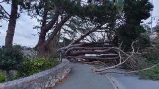 Fallen tree in Rhos on Sea, Conwy county