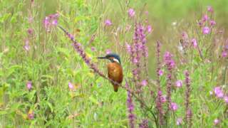 A kingfisher resting on a purple plant