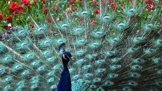 A peacock displays its plumage