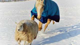 The horse and pet sheep