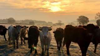 Cows in a field in Chesham