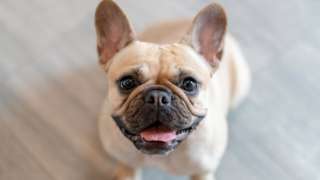 French bulldog