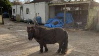 Horse in the yard at at Lamont Farm Project, Erskine