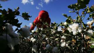 Picking cotton in Xinjiang
