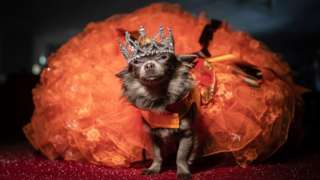 Dog wearing a crown and orange gown