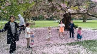 Children playing in pink blossom