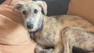 Brindle Lurcher puppy