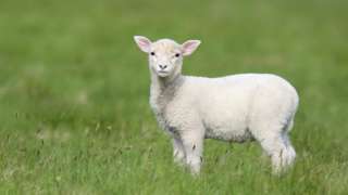 Generic lamb in a field