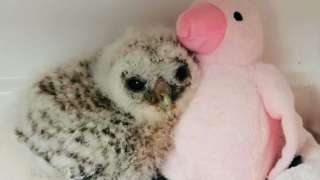 Baby owl