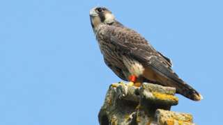 Peregrine falcon on Cromer church tower