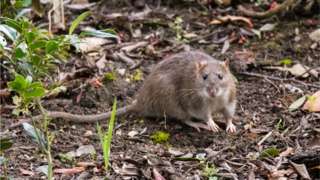 Rato