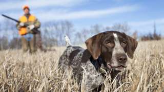 Hunting dog in field with owner
