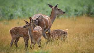 Deer and fawn standing in a field