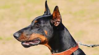 Close up of Doberman dog (generic image)