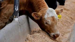 Beef cattle at the Kasko Cattle feedlot in Coaldale, Alberta, Canada May 6, 2020.