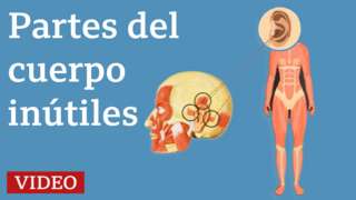 Ilustración partes del cuerpo