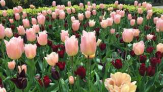 Tulips in bloom
