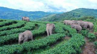 A herd of wild Asian elephants eat crops at a village at Ning'er Hani and Yi Autonomous County on August 7, 2021 in Pu'er, Yunnan Province of China