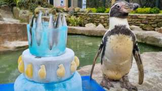 Spneb the penguin with her ice cake