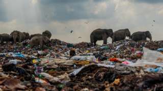 A group of elephants search a garbage dump for food