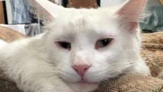 Zeke the Maine Coon cat