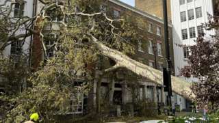 Tree leaning over resting on building in Soho Square