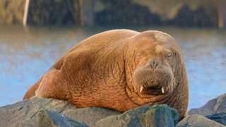 Walrus seen resting off Northumberland coast