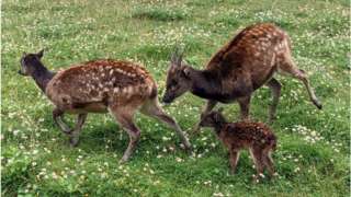 A photo of the fawn and its family