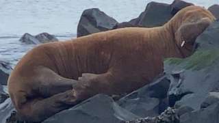 Walrus on a Northumberland beach