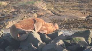 Walrus on a Northumberland beach