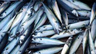 A catch of mackerel