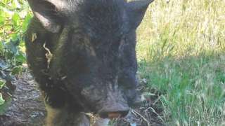 Pig taken into custody by Norfolk Police