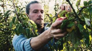 Man picking fruit