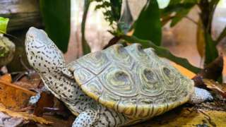 diamondback terrapin