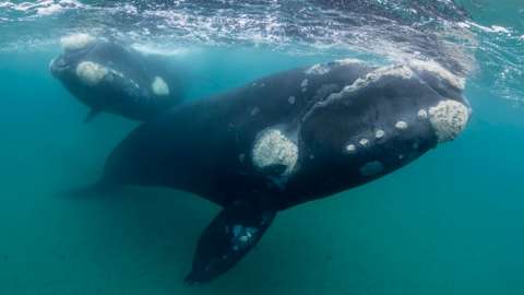 Two southern right whales underwater