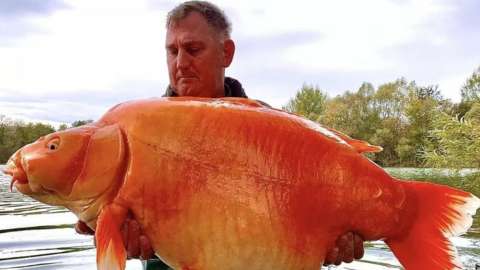 man-holding-giant-goldfish.