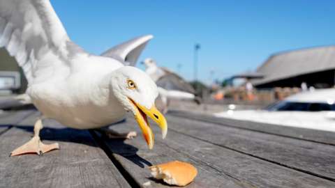 Gull eating bread