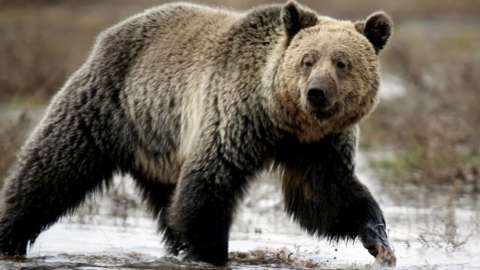 A grizzly bear in Yellowstone National Park. File photo