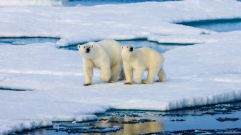 Two Polar bears on ice floe surrounded by water.