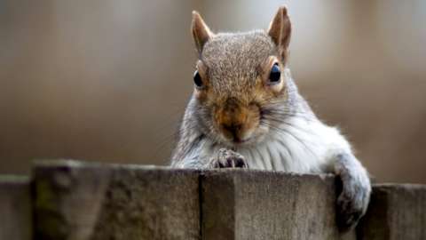 Squirrel looks over a fence