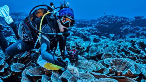 Giant, deep reef off the coast of Tahiti