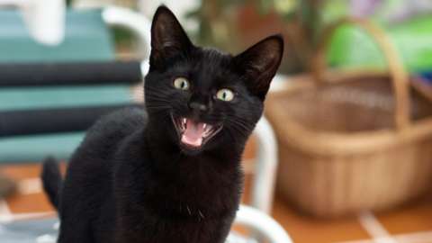 Black kitten sitting on cushion meowing