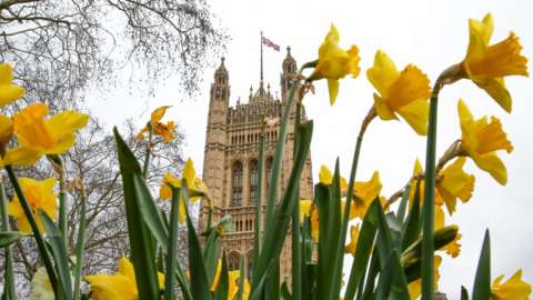 Daffodils in front of the Palace of Westminster