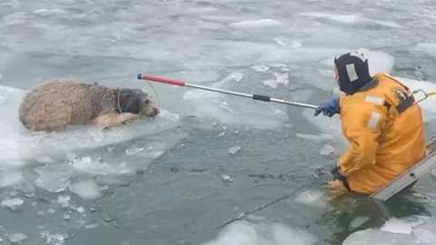 A labradoodle was stuck on drifting river ice in Michigan. Rescuers pulled the dog to safety.