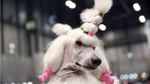 A standard poodle dog is pictured at the 2022 World Dog Show, where more than 15 thousand dogs from all around the globe are expected to attend, at IFEMA conference centre in Madrid, Spain June 23, 2022.