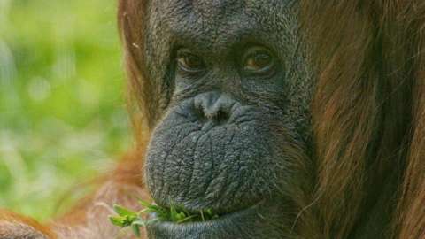 Chimpanzees - BBC News