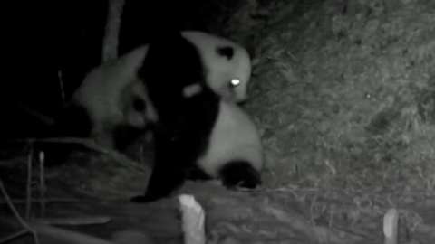 Pandas - BBC News